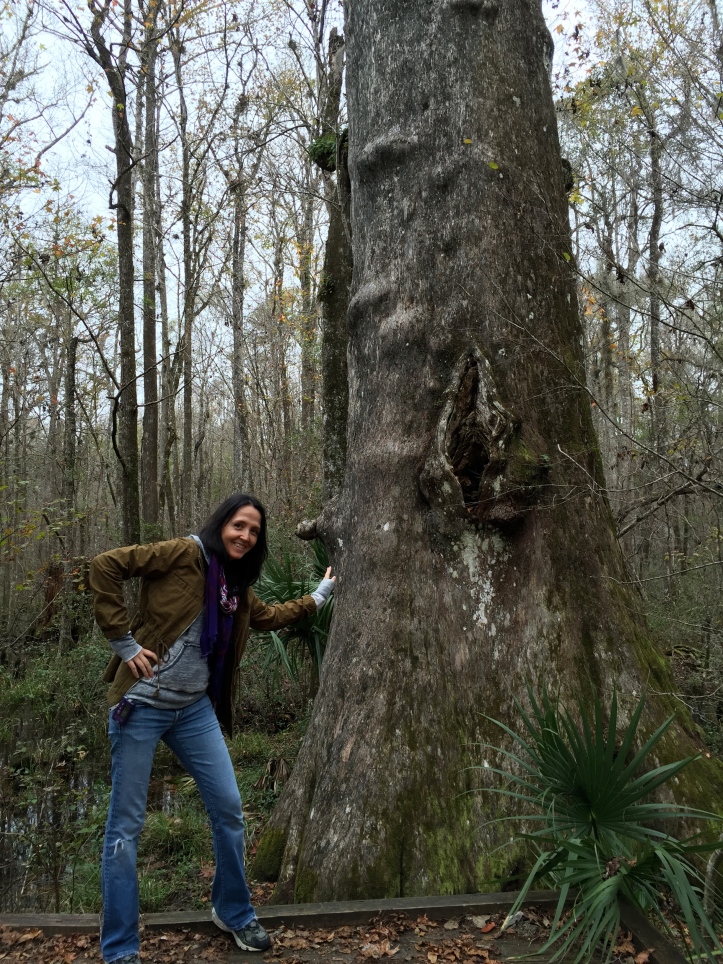 Goethe Giant - Giant Cypress Tree in Florida